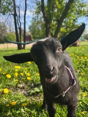 Meet your Posher, Sadie